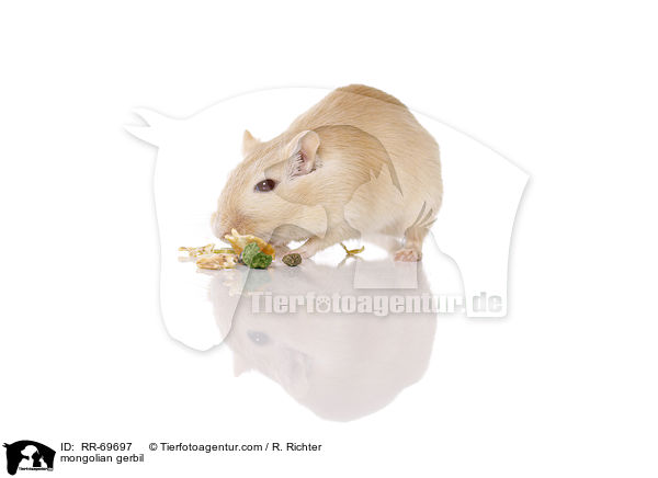 mongolian gerbil / RR-69697