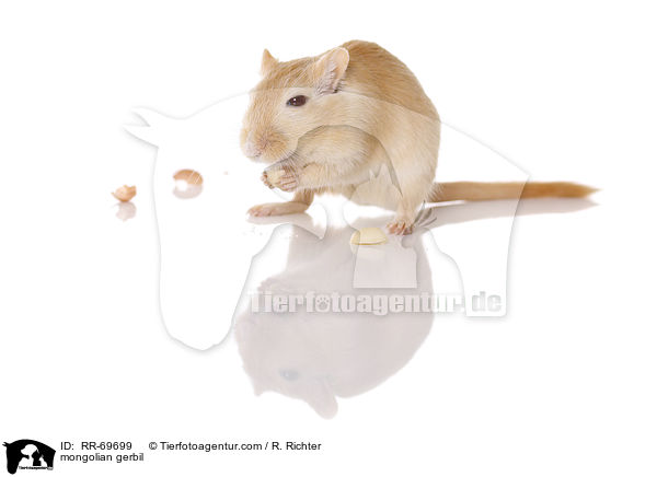 mongolian gerbil / RR-69699