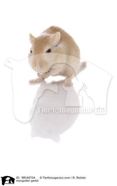 Mongolische Wstenrennmaus / mongolian gerbil / RR-69704