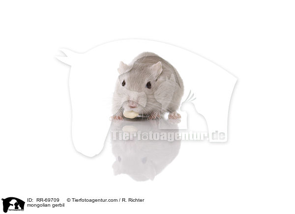 Mongolische Wstenrennmaus / mongolian gerbil / RR-69709