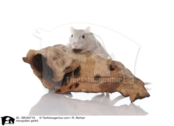 Mongolische Wstenrennmaus / mongolian gerbil / RR-69716