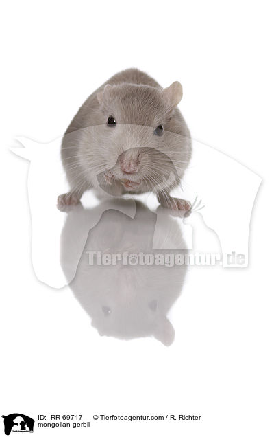 Mongolische Wstenrennmaus / mongolian gerbil / RR-69717