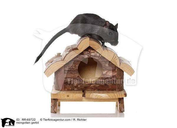 mongolian gerbil / RR-69722