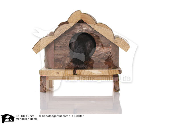 mongolian gerbil / RR-69726