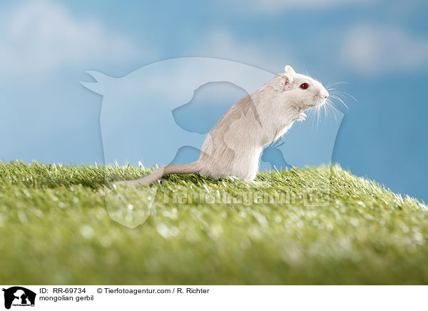 Mongolische Wstenrennmaus / mongolian gerbil / RR-69734