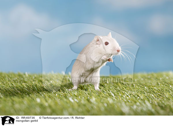 mongolian gerbil / RR-69736