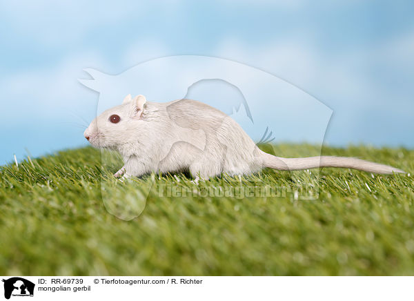 Mongolische Wstenrennmaus / mongolian gerbil / RR-69739