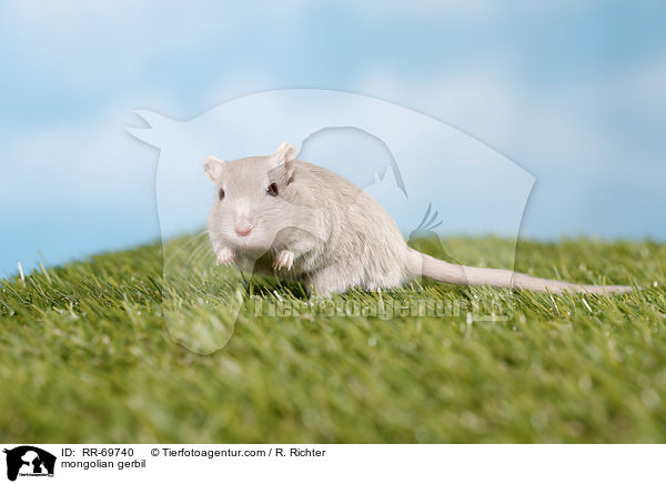 mongolian gerbil / RR-69740