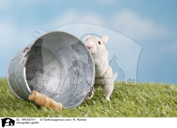mongolian gerbil / RR-69741