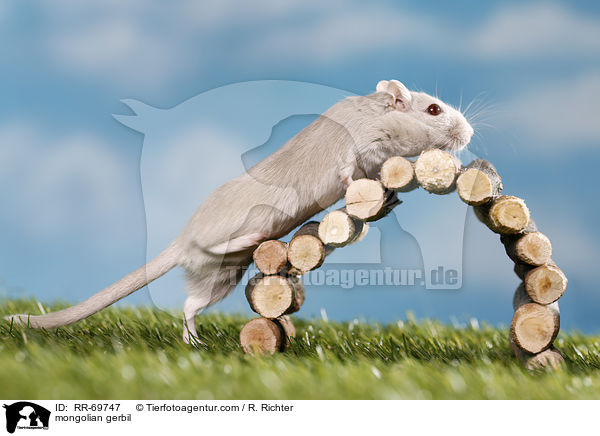 Mongolische Wstenrennmaus / mongolian gerbil / RR-69747