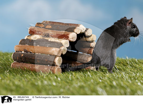 Mongolische Wstenrennmaus / mongolian gerbil / RR-69749