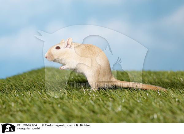 mongolian gerbil / RR-69764