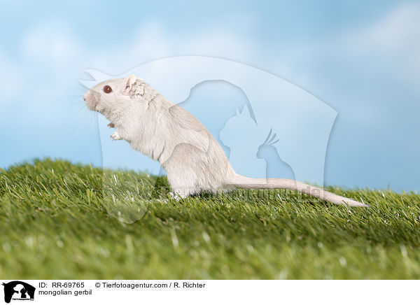 Mongolische Wstenrennmaus / mongolian gerbil / RR-69765