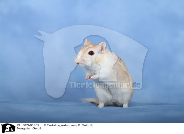 Mongolische Wstenrennmaus / Mongolian Gerbil / BES-01869