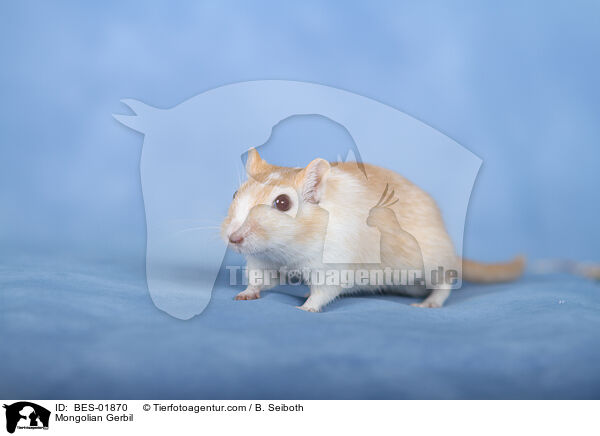 Mongolische Wstenrennmaus / Mongolian Gerbil / BES-01870