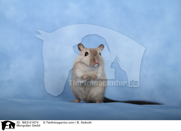 Mongolische Wüstenrennmaus / Mongolian Gerbil / BES-01874