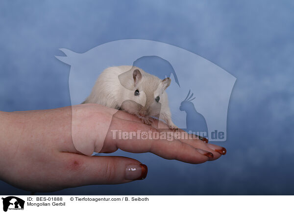 Mongolian Gerbil / BES-01888
