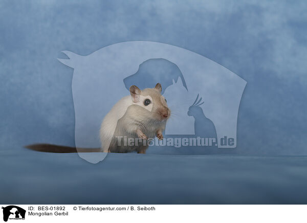 Mongolische Wstenrennmaus / Mongolian Gerbil / BES-01892