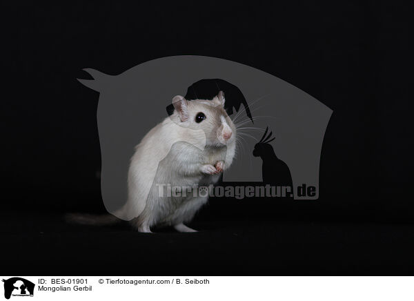 Mongolische Wstenrennmaus / Mongolian Gerbil / BES-01901