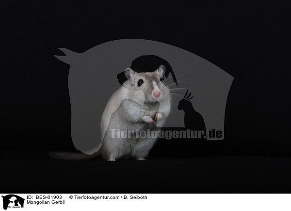 Mongolische Wstenrennmaus / Mongolian Gerbil / BES-01903