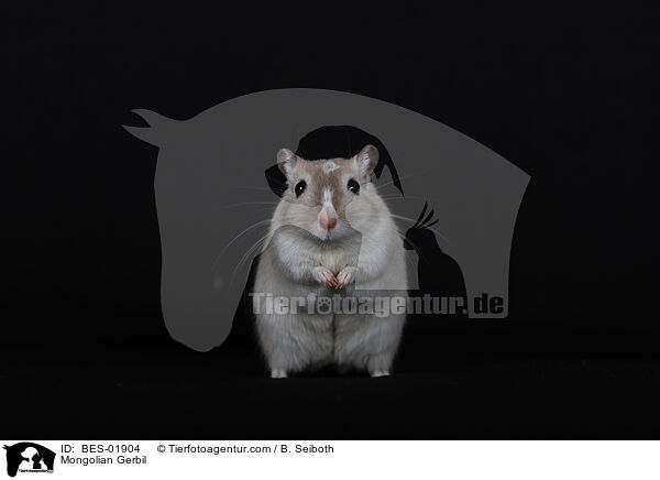 Mongolische Wstenrennmaus / Mongolian Gerbil / BES-01904