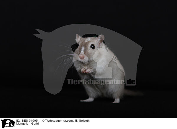 Mongolische Wstenrennmaus / Mongolian Gerbil / BES-01905