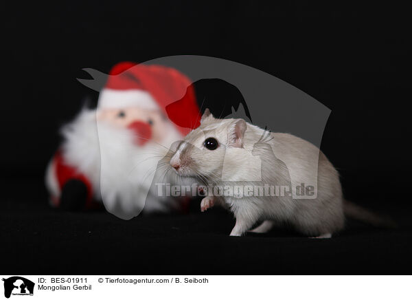 Mongolische Wstenrennmaus / Mongolian Gerbil / BES-01911