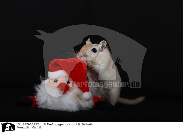 Mongolian Gerbil / BES-01922