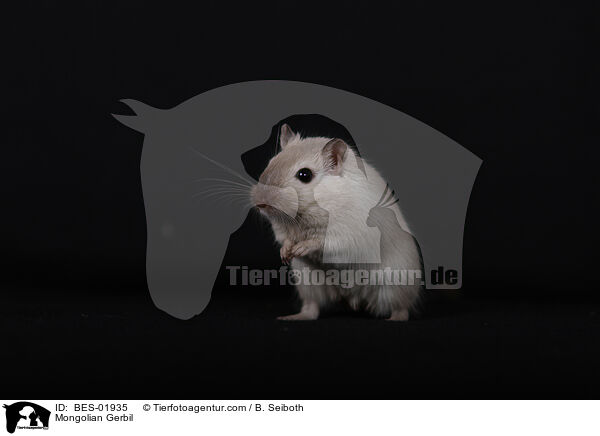 Mongolische Wstenrennmaus / Mongolian Gerbil / BES-01935