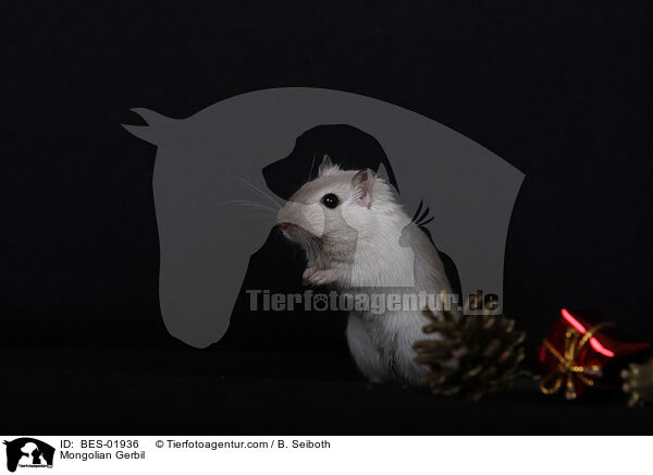 Mongolische Wüstenrennmaus / Mongolian Gerbil / BES-01936