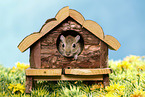 mongolian gerbil