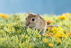 mongolian gerbil