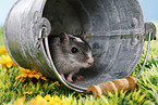 mongolian gerbil