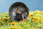 3 mongolian gerbils