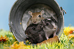 3 mongolian gerbils