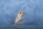 Mongolian Gerbil