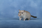 Mongolian Gerbil