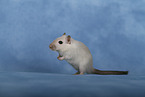 Mongolian Gerbil