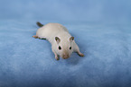Mongolian Gerbil