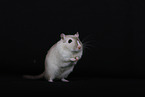 Mongolian Gerbil