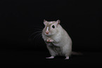 Mongolian Gerbil