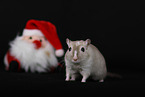 Mongolian Gerbil