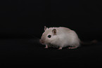 Mongolian Gerbil