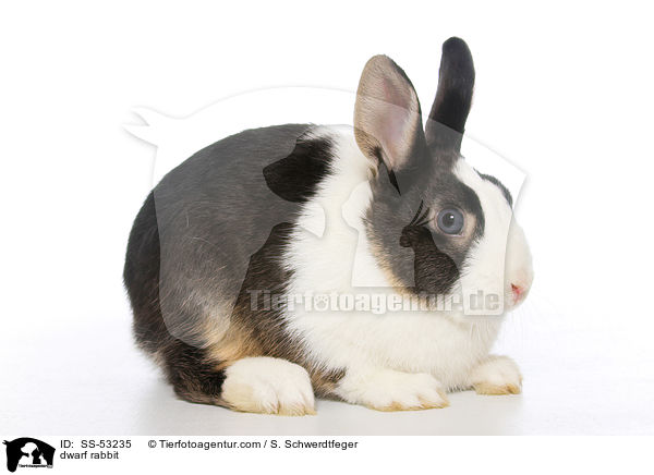 dwarf rabbit / SS-53235