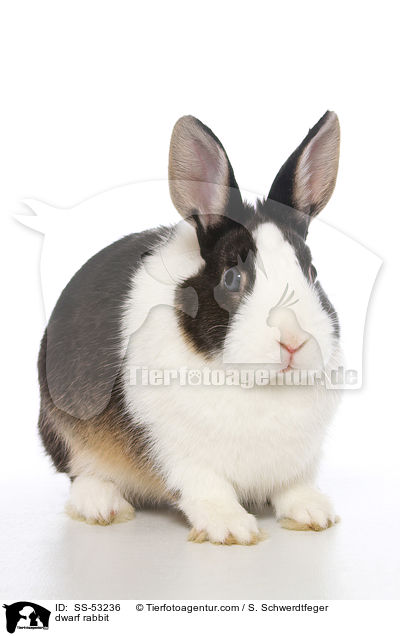 dwarf rabbit / SS-53236