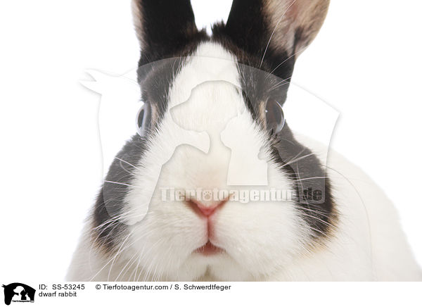 dwarf rabbit / SS-53245