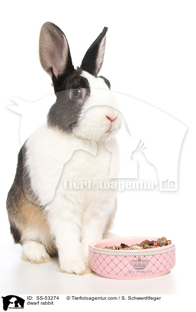 Farbenzwerg / dwarf rabbit / SS-53274