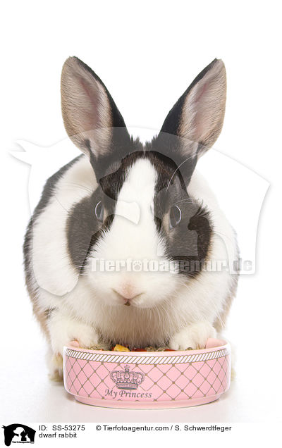 Farbenzwerg / dwarf rabbit / SS-53275