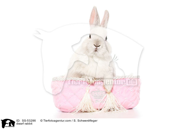 Farbenzwerg / dwarf rabbit / SS-53286