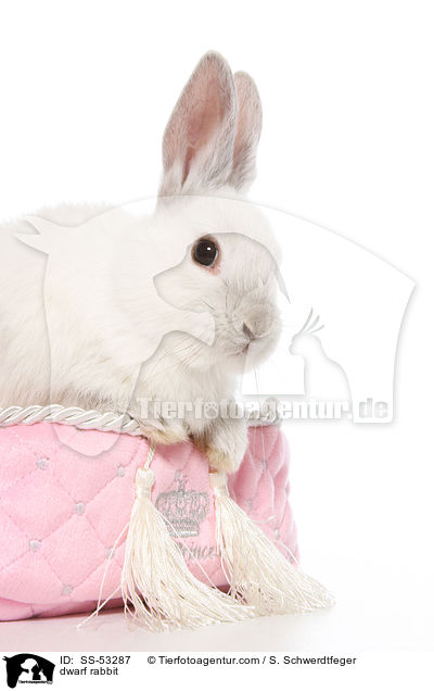 Farbenzwerg / dwarf rabbit / SS-53287